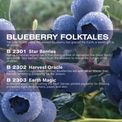 Blueberry Set